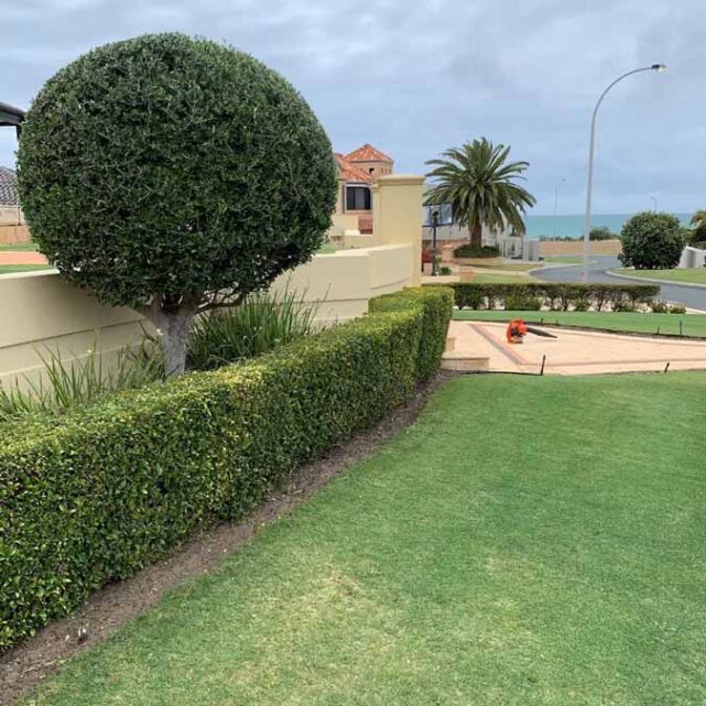Garden Maintenance Perth Garden Maintenance Services Near Me, Rose