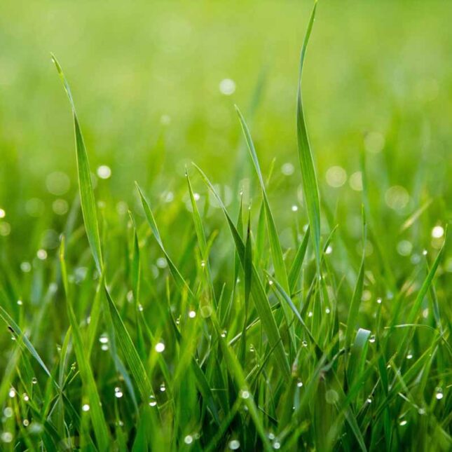 Why Choose Garden Spec for Reticulation Services in Perth