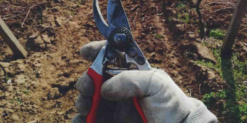 Choosing Pruning Shears: Advice on selecting the right type of pruning shears for different gardening needs. Choosing Pruning Shears: Advice on selecting the right type of pruning shears for different gardening needs.