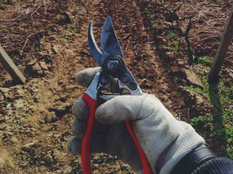 Choosing Pruning Shears: Advice on selecting the right type of pruning shears for different gardening needs. Choosing Pruning Shears: Advice on selecting the right type of pruning shears for different gardening needs.