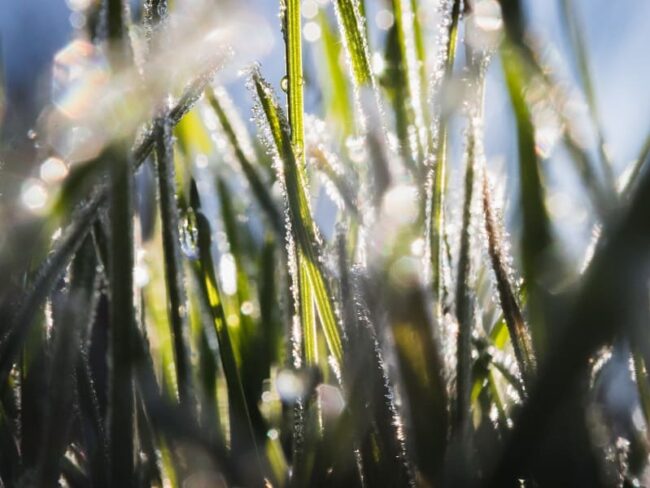 Common Types of Weeds in Lawns: Identifying and managing widespread lawn weeds. Common Types of Weeds in Lawns: Identifying and managing widespread lawn weeds.