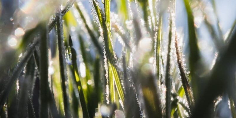 Common Types of Weeds in Lawns: Identifying and managing widespread lawn weeds.