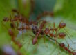 How to Get Rid of Ants in the Garden: Finding effective, non-harmful ways to manage ant infestations.