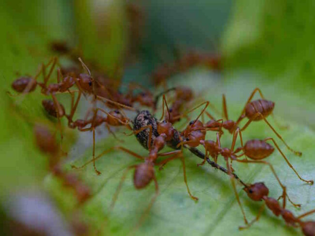 How to Get Rid of Ants in the Garden: Finding effective, non-harmful ways to manage ant infestations. How to Get Rid of Ants in the Garden: Finding effective, non-harmful ways to manage ant infestations.