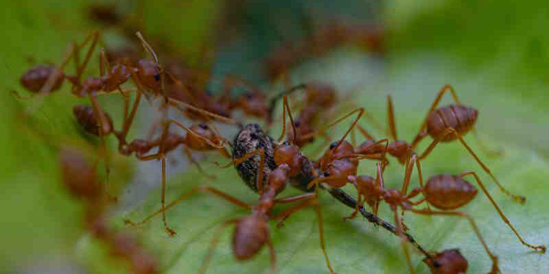 How to Get Rid of Ants in the Garden: Finding effective, non-harmful ways to manage ant infestations. How to Get Rid of Ants in the Garden: Finding effective, non-harmful ways to manage ant infestations.