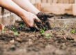 How to Get Rid of Moles in the Garden: Strategies for dealing with moles that disrupt lawns and gardens.