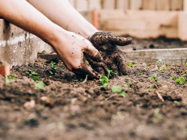 How to Get Rid of Moles in the Garden: Strategies for dealing with moles that disrupt lawns and gardens.