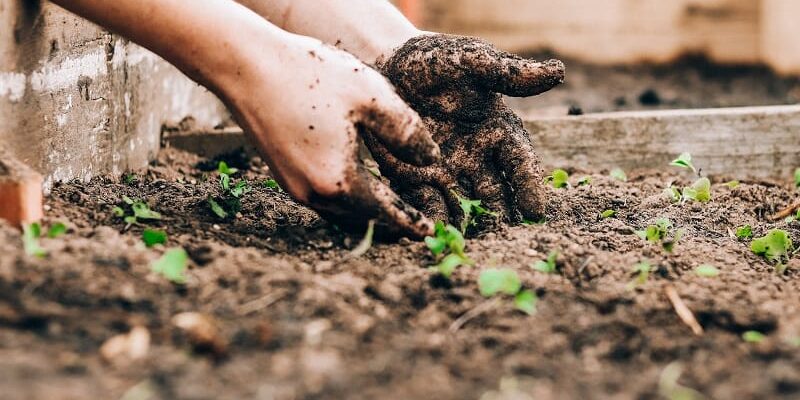 How to Get Rid of Moles in the Garden: Strategies for dealing with moles that disrupt lawns and gardens.