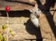 How to Get Rid of Rats in the Garden: This involves understanding pest control methods suitable for gardens.