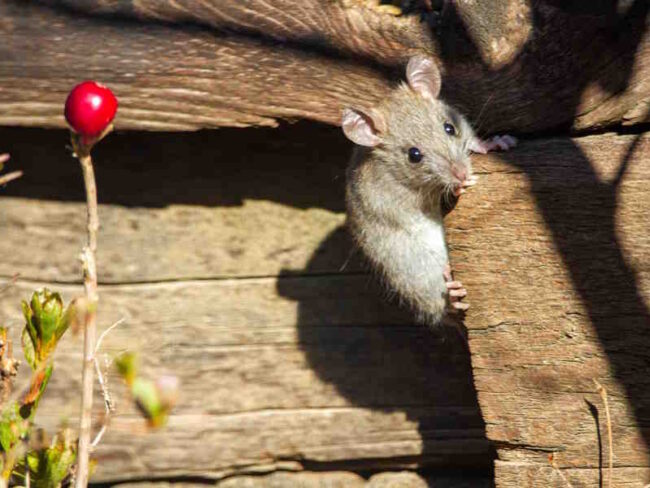 How to Get Rid of Rats in the Garden: This involves understanding pest control methods suitable for gardens. How to Get Rid of Rats in the Garden: This involves understanding pest control methods suitable for gardens.