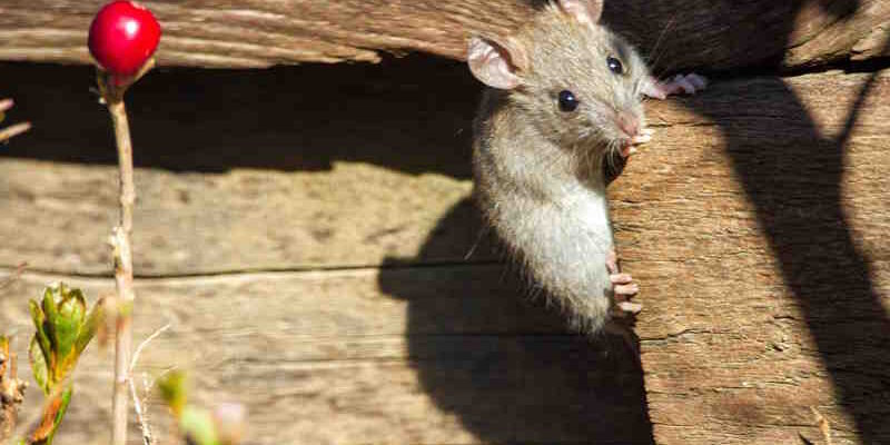 How to Get Rid of Rats in the Garden: This involves understanding pest control methods suitable for gardens. How to Get Rid of Rats in the Garden: This involves understanding pest control methods suitable for gardens.