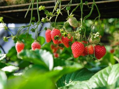 How to Grow Strawberries: Specific advice on cultivating strawberries in various settings.