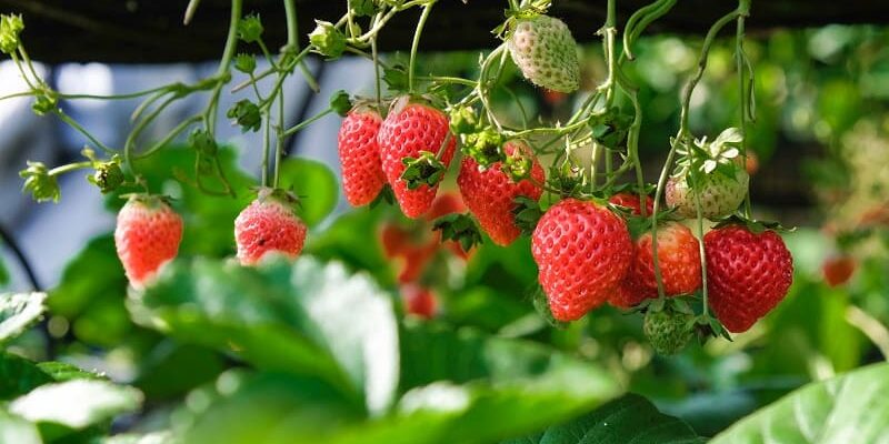 How to Grow Strawberries: Specific advice on cultivating strawberries in various settings. How to Grow Strawberries: Specific advice on cultivating strawberries in various settings.