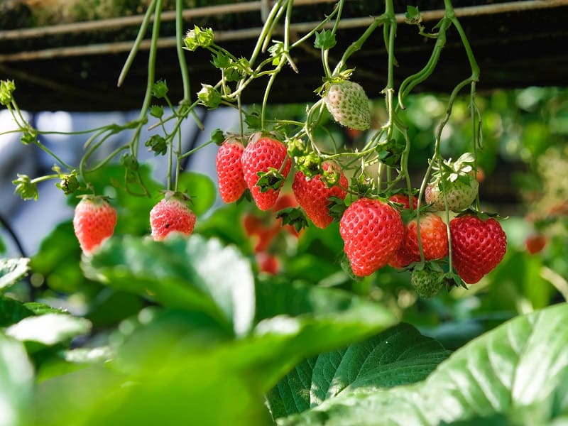 How to Grow Strawberries: Specific advice on cultivating strawberries in various settings. How to Grow Strawberries: Specific advice on cultivating strawberries in various settings.
