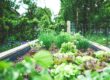 How to Grow Vegetables: Basic guidance for beginners looking to start a vegetable garden.