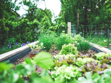 How to Grow Vegetables: Basic guidance for beginners looking to start a vegetable garden.