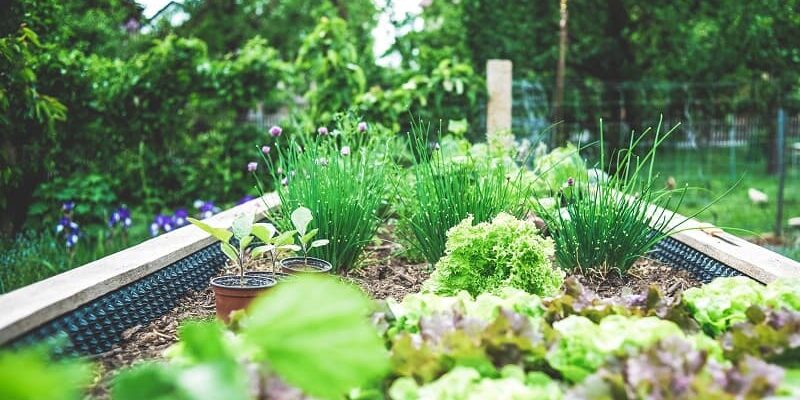 How to Grow Vegetables: Basic guidance for beginners looking to start a vegetable garden. How to Grow Vegetables: Basic guidance for beginners looking to start a vegetable garden.