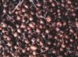 How to Plant Onions: Tips on growing onions, a popular home gardening choice.