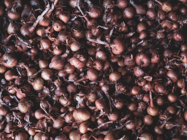 How to Plant Onions: Tips on growing onions, a popular home gardening choice. How to Plant Onions: Tips on growing onions, a popular home gardening choice.