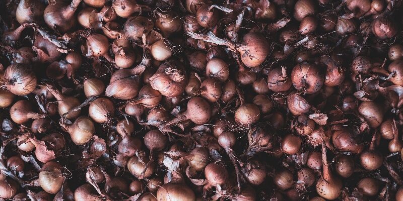 How to Plant Onions: Tips on growing onions, a popular home gardening choice. How to Plant Onions: Tips on growing onions, a popular home gardening choice.