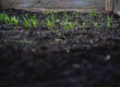 Importance of Well-Drained Soil: Understanding why good drainage is crucial for plant health.