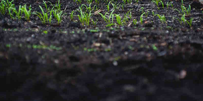 Importance of Well-Drained Soil: Understanding why good drainage is crucial for plant health. Importance of Well-Drained Soil: Understanding why good drainage is crucial for plant health.