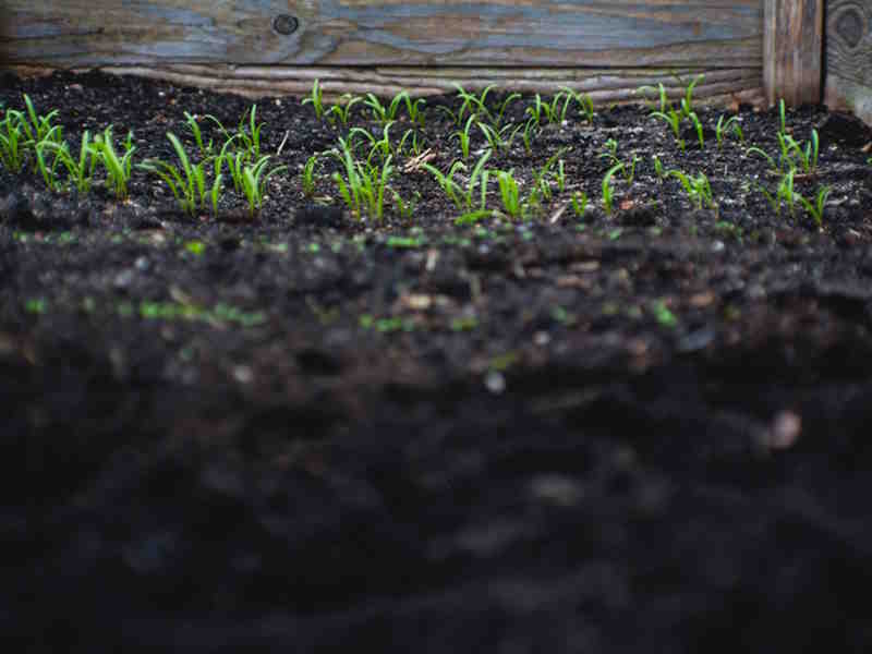 Importance of Well-Drained Soil: Understanding why good drainage is crucial for plant health. Importance of Well-Drained Soil: Understanding why good drainage is crucial for plant health.