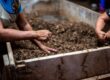 Is Mulch the Same as Compost: Clarifying the differences and uses of mulch and compost in gardening.
