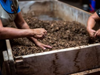 Is Mulch the Same as Compost: Clarifying the differences and uses of mulch and compost in gardening.