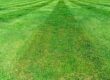 Lawn Mowing and Grass Clippings: Best practices for dealing with grass clippings post-mowing.