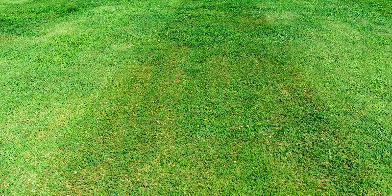 Lawn Mowing and Grass Clippings: Best practices for dealing with grass clippings post-mowing. Lawn Mowing and Grass Clippings: Best practices for dealing with grass clippings post-mowing.