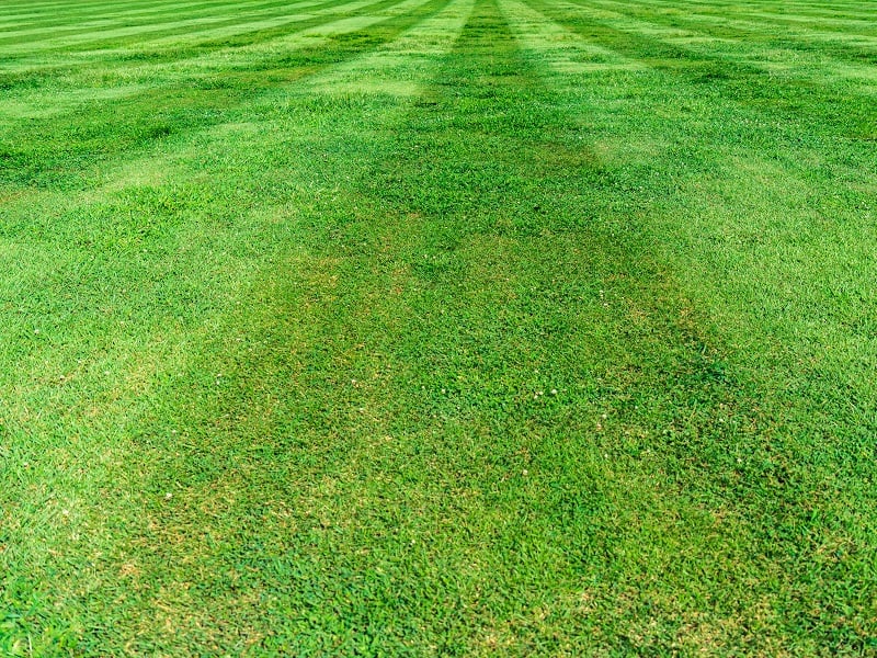 Lawn Mowing and Grass Clippings: Best practices for dealing with grass clippings post-mowing. Lawn Mowing and Grass Clippings: Best practices for dealing with grass clippings post-mowing.