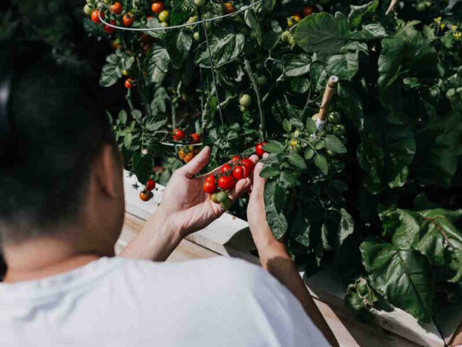 Types of Tomato Plants and Pests: Information on growing tomatoes and dealing with common pests. Types of Tomato Plants and Pests: Information on growing tomatoes and dealing with common pests.