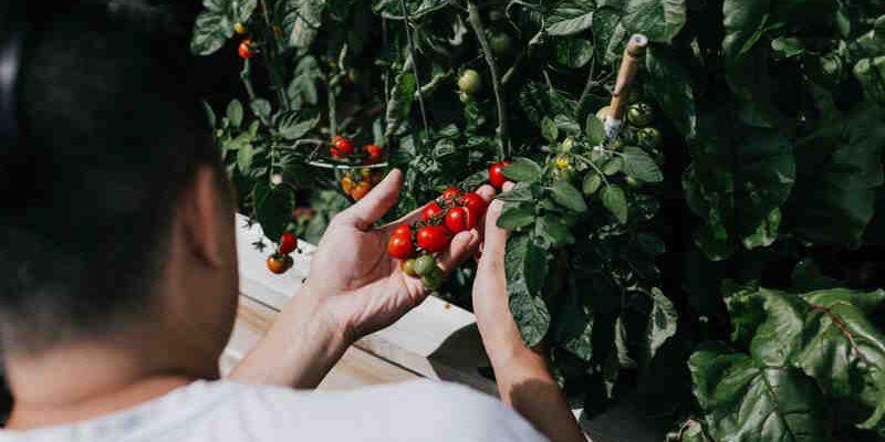 Types of Tomato Plants and Pests: Information on growing tomatoes and dealing with common pests. Types of Tomato Plants and Pests: Information on growing tomatoes and dealing with common pests.
