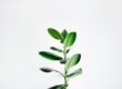 When to Plant: Understanding the Right Time to Plant Various Crops