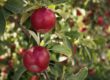 When to Prune Apple Trees: Timing and techniques for pruning apple trees to encourage healthy growth.