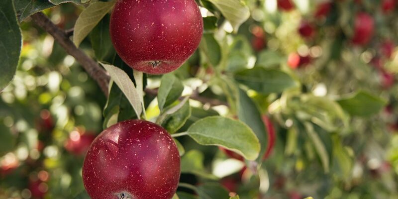 When to Prune Apple Trees: Timing and techniques for pruning apple trees to encourage healthy growth.