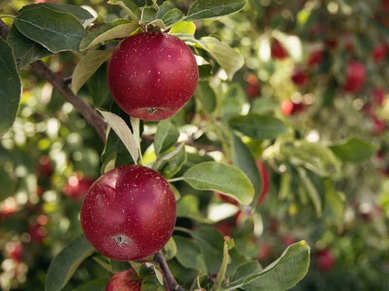 When to Prune Apple Trees: Timing and techniques for pruning apple trees to encourage healthy growth. When to Prune Apple Trees: Timing and techniques for pruning apple trees to encourage healthy growth.