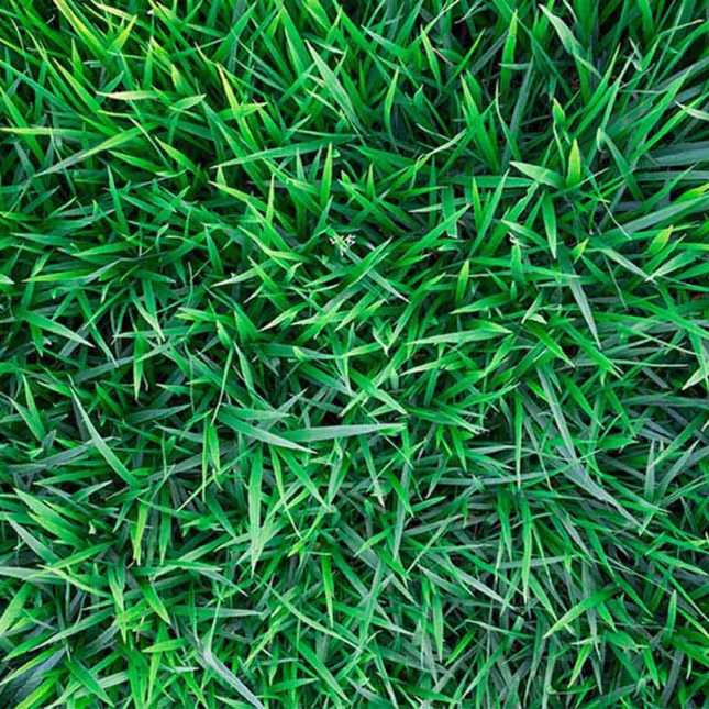 Turf Supply and Install - Perth