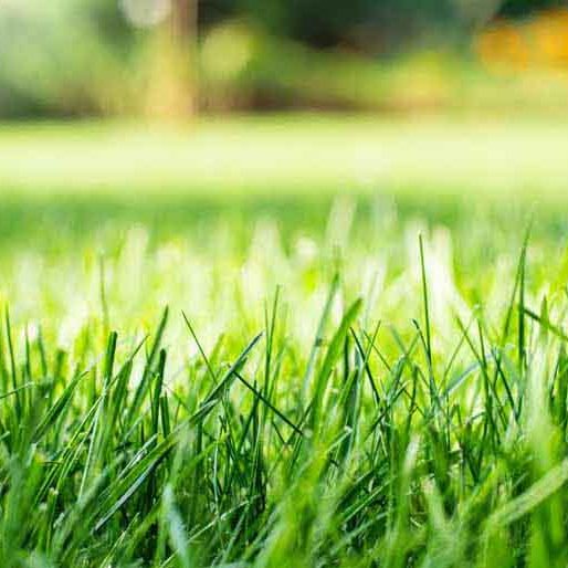 Turf Supply and Install