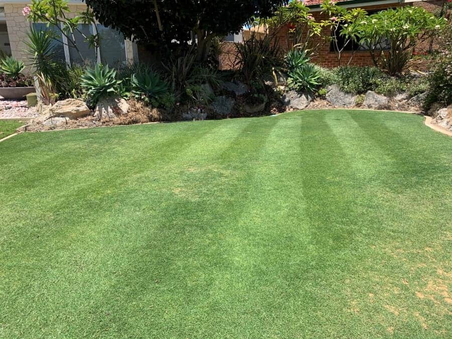 Why Your Perth Lawn Keeps Dying (and How to Fix It)