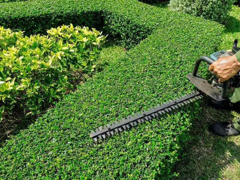 Hedge Trimming