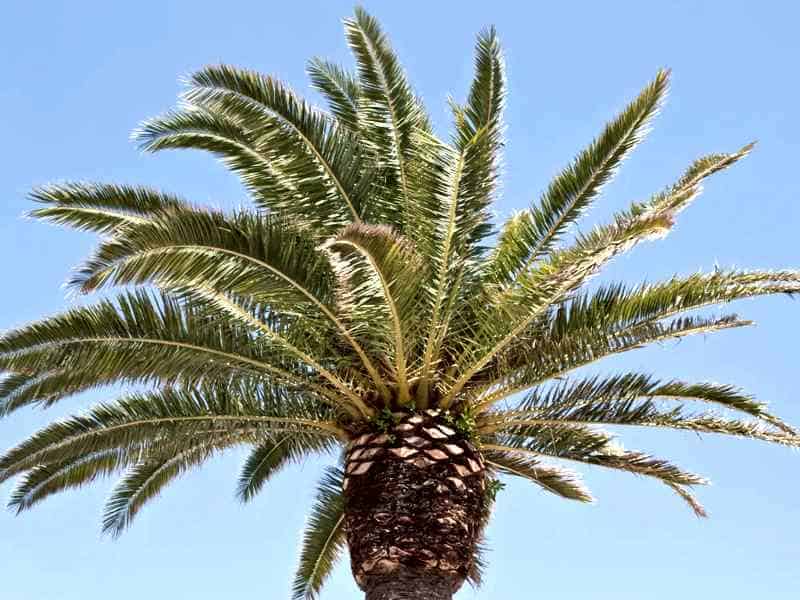 palm tree pruning