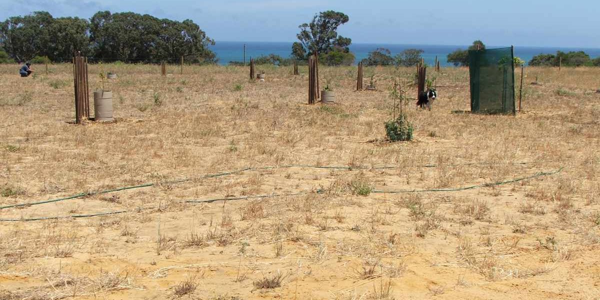 Why Your Perth Garden is Always Thirsty: The Ultimate Guide to Improving Sandy Soil