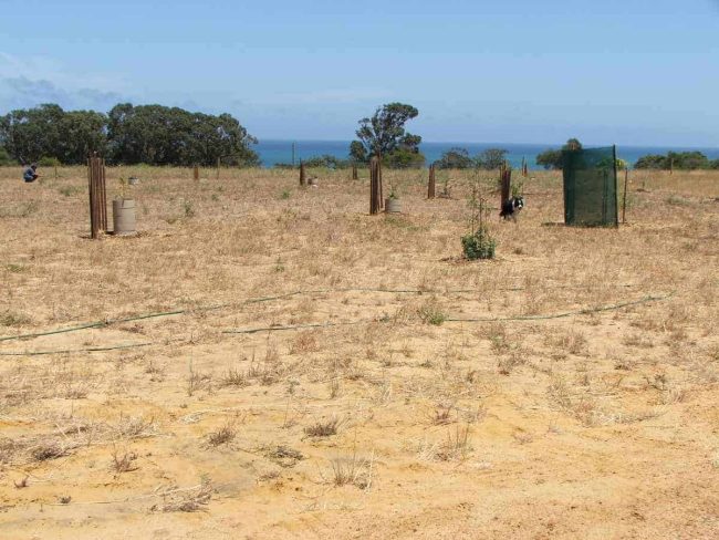 Why Your Perth Garden is Always Thirsty: The Ultimate Guide to Improving Sandy Soil