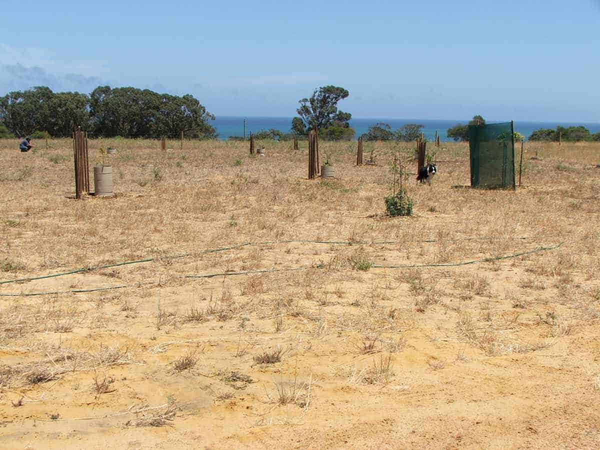 Why Your Perth Garden is Always Thirsty: The Ultimate Guide to Improving Sandy Soil