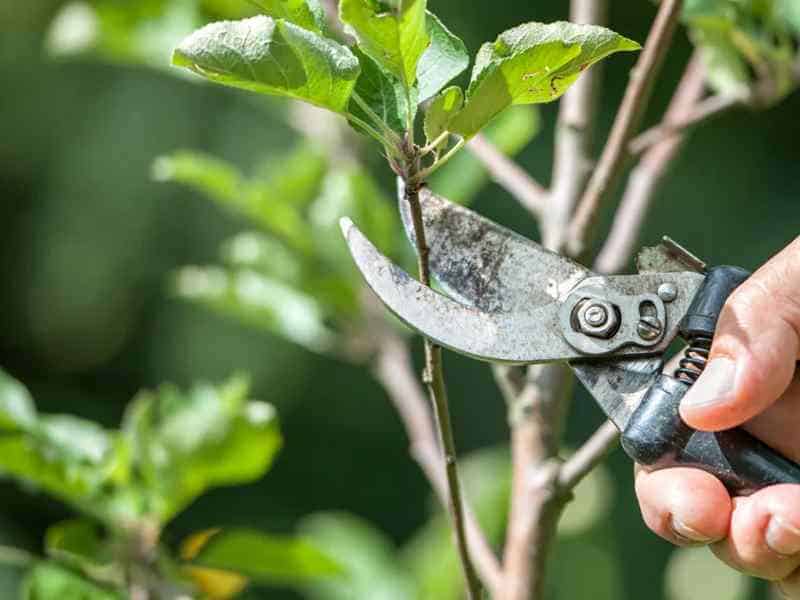 tree pruning shaping