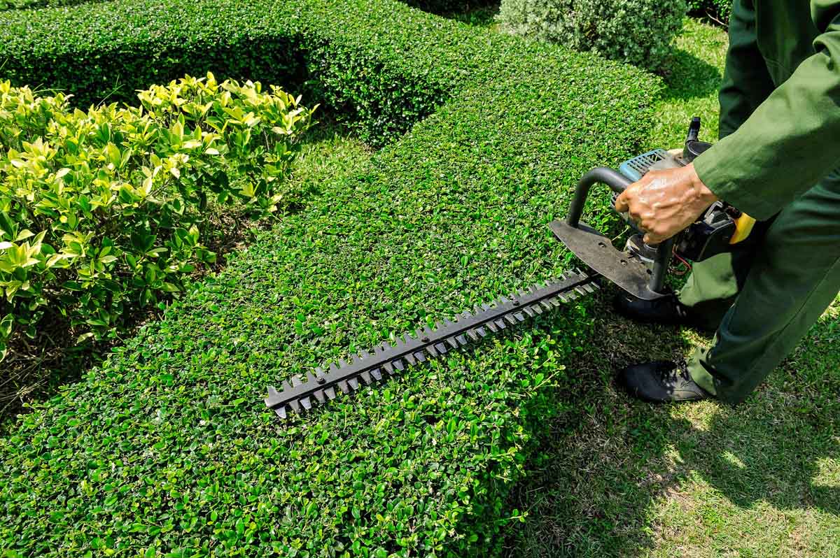 Professional hedge trimmer Perth