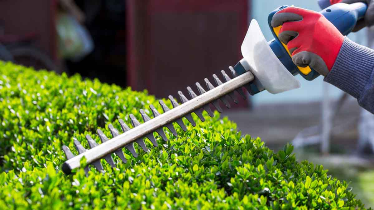 Hedge Trimming Perth