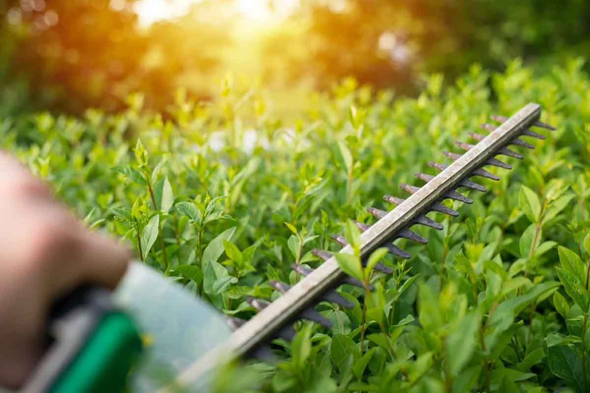 Hedge trimming in Perth